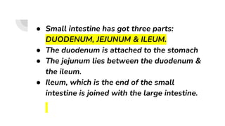 ● Small intestine has got three parts:
DUODENUM, JEJUNUM & ILEUM.
● The duodenum is attached to the stomach
● The jejunum lies between the duodenum &
the ileum.
● Ileum, which is the end of the small
intestine is joined with the large intestine.
 