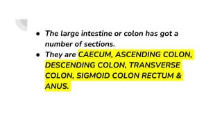 ● The large intestine or colon has got a
number of sections.
● They are CAECUM, ASCENDING COLON,
DESCENDING COLON, TRANSVERSE
COLON, SIGMOID COLON RECTUM &
ANUS.
 