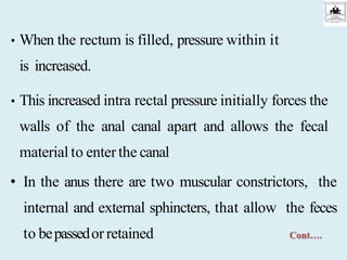 • When the rectum is filled, pressure within it
is increased.
• This increased intra rectal pressure initially forces the
walls of the anal canal apart and allows the fecal
material to enterthe canal
• In the anus there are two muscular constrictors, the
internal and external sphincters, that allow the feces
to bepassedorretained Cont….
 