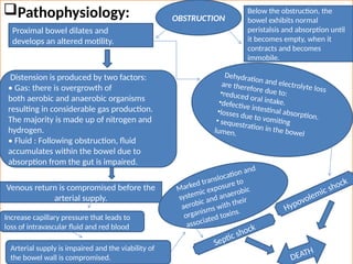 Pathophysiology:
Proximal bowel dilates and
develops an altered motility.
OBSTRUCTION
Below the obstruction, the
bowel exhibits normal
peristalsis and absorption until
it becomes empty, when it
contracts and becomes
immobile.
Distension is produced by two factors:
• Gas: there is overgrowth of
both aerobic and anaerobic organisms
resulting in considerable gas production.
The majority is made up of nitrogen and
hydrogen.
• Fluid : Following obstruction, fluid
accumulates within the bowel due to
absorption from the gut is impaired.
Dehydration and electrolyte loss
are therefore due to:
•reduced oral intake.
•defective intestinal absorption.
•losses due to vomiting
• sequestration in the bowel
lumen.
Venous return is compromised before the
arterial supply.
Increase capillary pressure that leads to
loss of intravascular fluid and red blood
Arterial supply is impaired and the viability of
the bowel wall is compromised.
Marked translocation and
systemic exposure to
aerobic and anaerobic
organisms with their
associated toxins.
Septic shock
Hypovolemic shock
DEATH
 