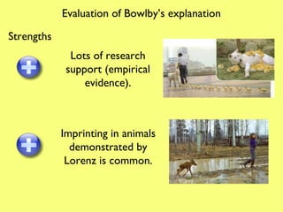 Evaluation of Bowlby’s explanation Lots of research support (empirical evidence). Imprinting in animals demonstrated by Lorenz is common. Strengths 