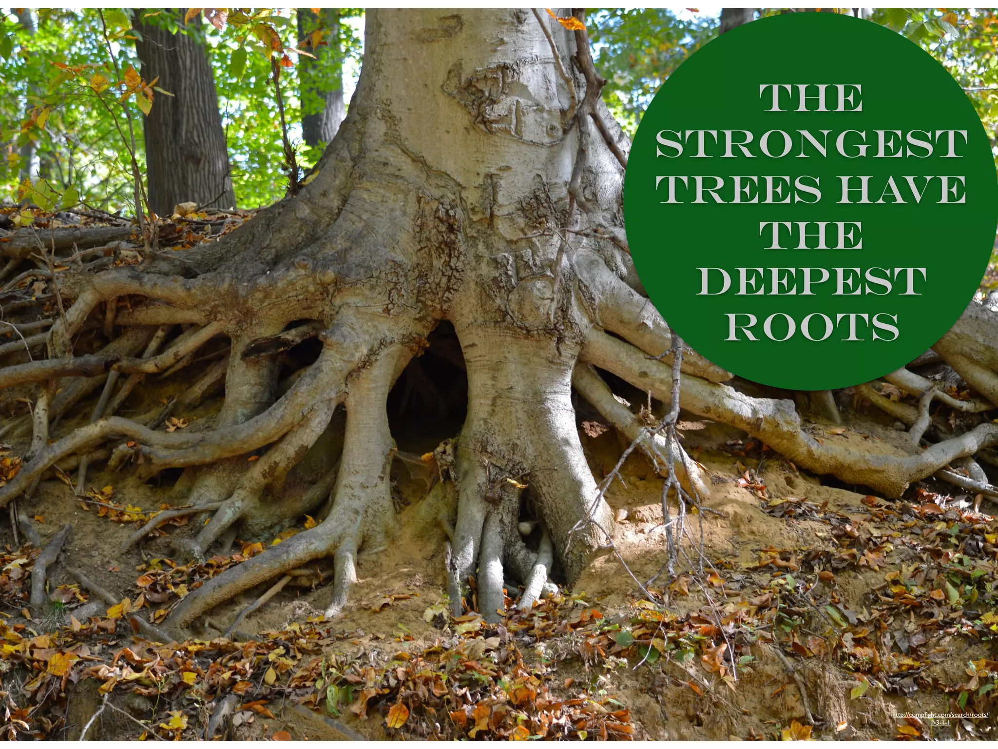 http://compﬁght.com/search/roots/
1-3-1-1
the
strongest
trees have
the
deepest
roots
 