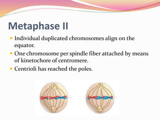 Meiosis and its different stages | PPTX