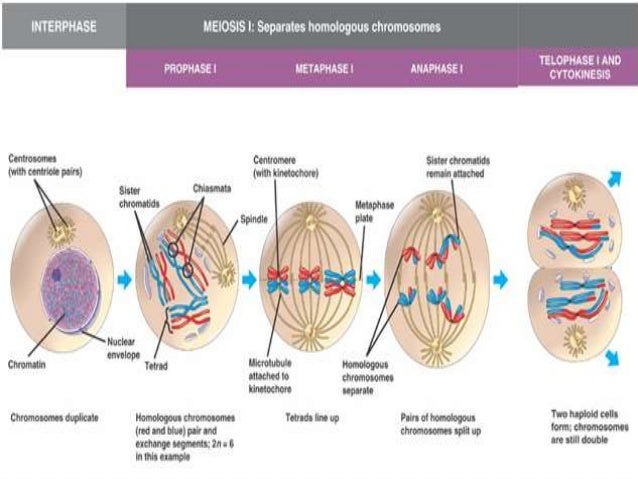 Meiosis and its different stages