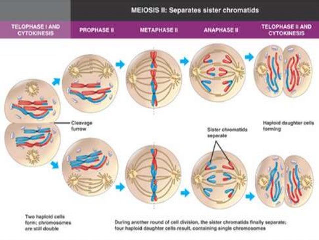 Meiosis and its different stages