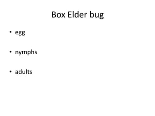 Box Elder bugeggnymphsadults