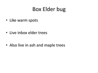 Box Elder bugLike warm spotsLive inbox elder treesAlso live in ash and maple trees