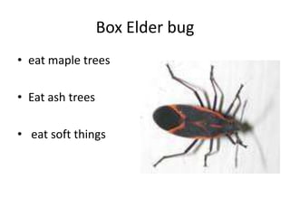 Box Elder bugeat maple treesEat ash trees eat soft things