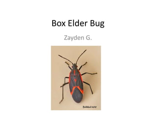 Box Elder Bug Zayden G. 