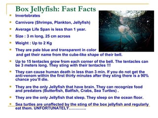 Box Jellyfish: Fast Facts  Invertebrates Carnivore (Shrimps, Plankton, Jellyfish) Average Life Span is less than 1 year. Size : 3 m long, 25 cm across Weight : Up to 2 Kg They are pale blue and transparent in color  and get their name from the cube-like shape of their bell.  Up to 15 tentacles grow from each corner of the bell. The tentacles can be 3 meters long. They sting with their tentacles !!!   They can cause human death in less than 3 min. If you do not get the anti-venom within the first thirty minutes after they sting there is a 90% chance you’ll die.   They are the only Jellyfish that have brain. They can recognize food and predators (Butterfish, Batfish, Crabs, Sea Turtles) .  They are the only Jellyfish that sleep. They sleep on the ocean floor. Sea turtles are unaffected by the sting of the box jellyfish and regularly eat them. UNFORTUNATELY…………. 