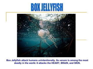BOX JELLYFISH Box Jellyfish attack humans unintentionally. Its venom is among the most deadly in the world. It attacks the HEART, BRAIN, and SKIN. 