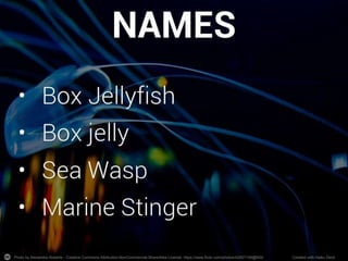 Name: Box Jellyfish / Box Jelly
DANGEROUSANIMAL
Weight: 4.4 lbs (2 kg)
Height: 10 feet-long (3m)
Number of species: 50
Nickname: “Sea Wasp”;“Marine Stinger”
3
Origin: Australia, Pacific Ocean
Distinctive signs:
❏ box-shaped
❏ about 15 tentacles
of about 10 feet-
long
❏ 24 eyes
 