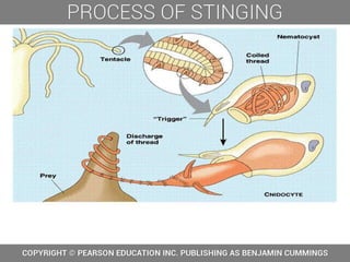 Video of process of stinging 5
 