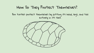 Box turtles | PPTX