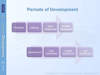 Periods of Development
 