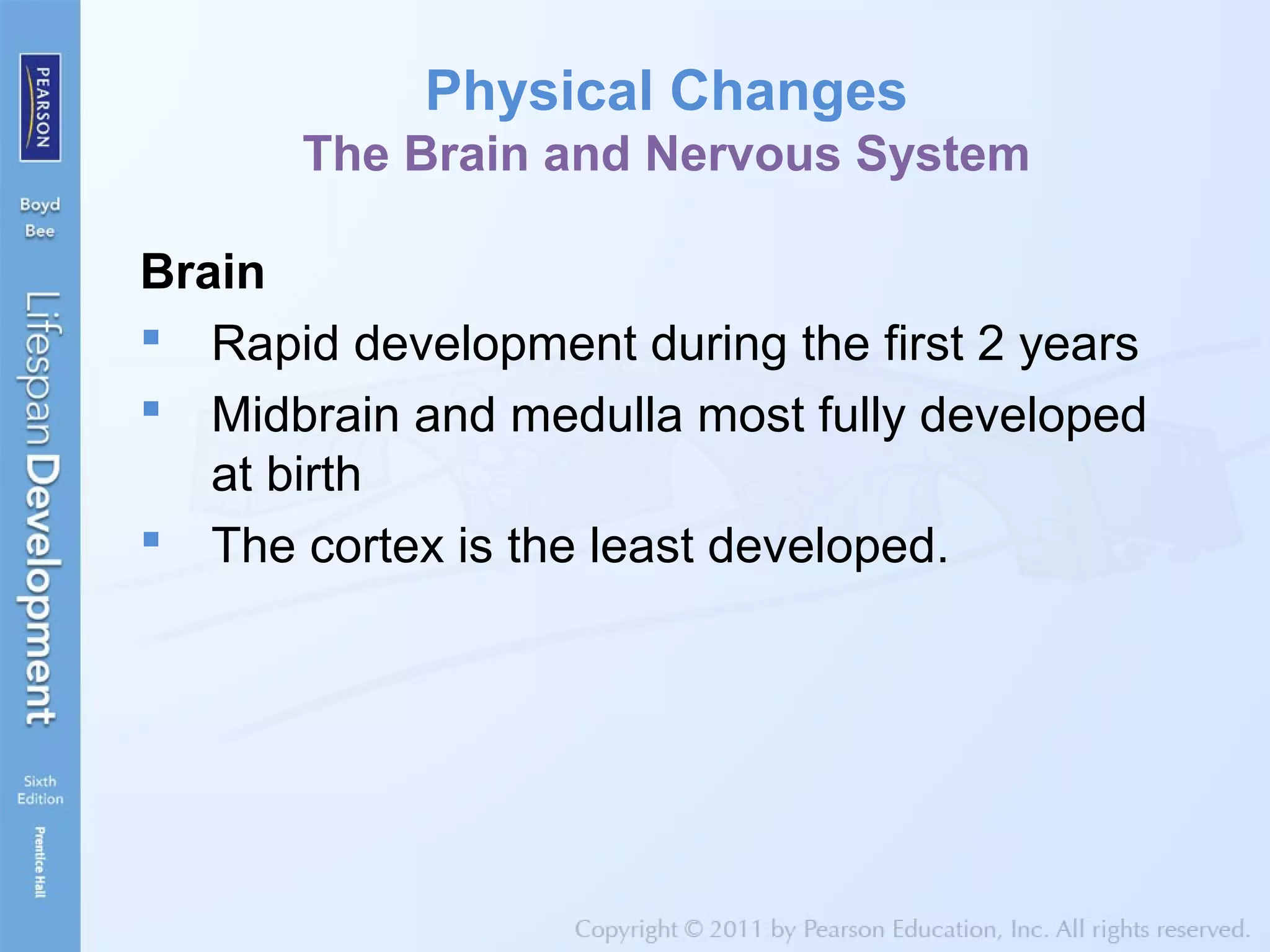 Physical Changes
The Brain and Nervous System
Brain
 Rapid development during the first 2 years
 Midbrain and medulla most fully developed
at birth
 The cortex is the least developed.
 