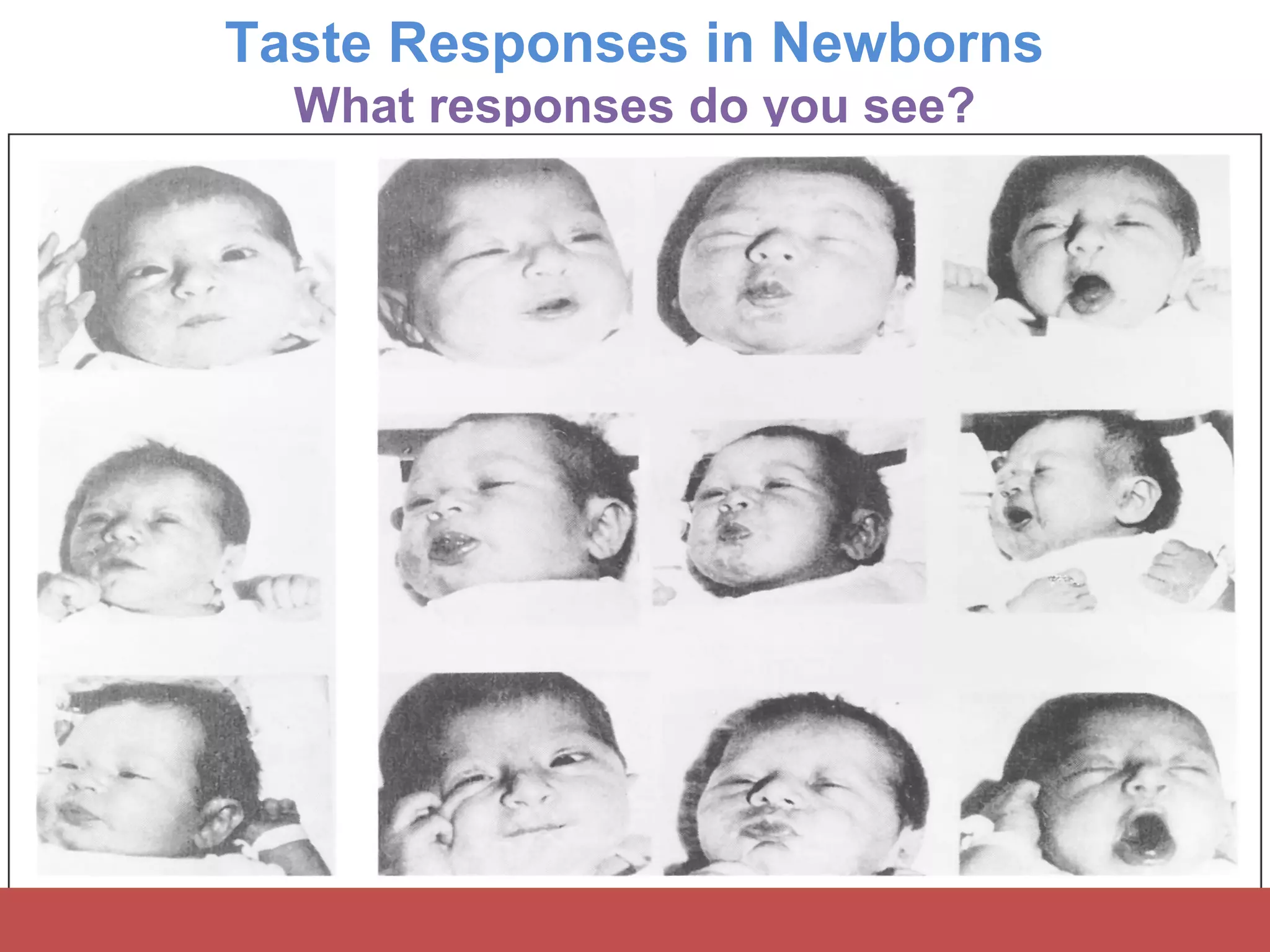 Taste Responses in Newborns
What responses do you see?
 