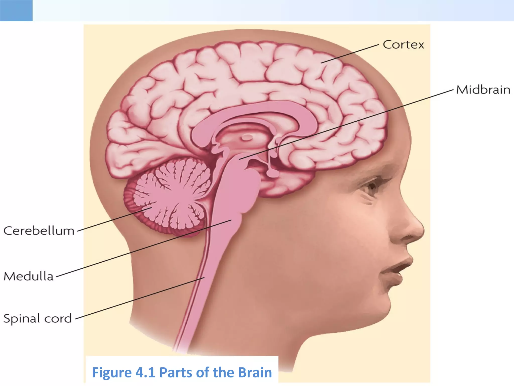 Figure 4.1 Parts of the Brain
 