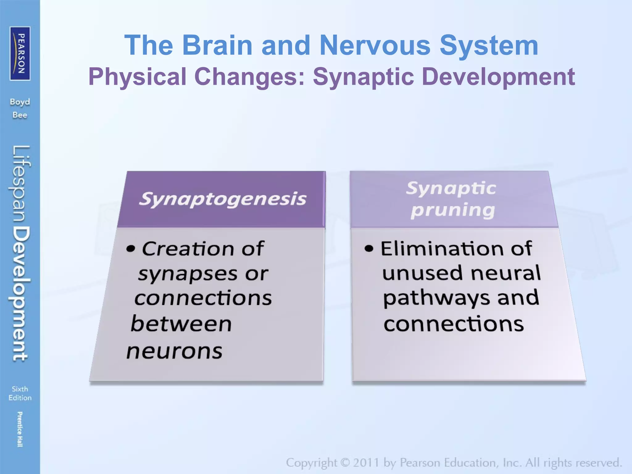 The Brain and Nervous System
Physical Changes: Synaptic Development
 