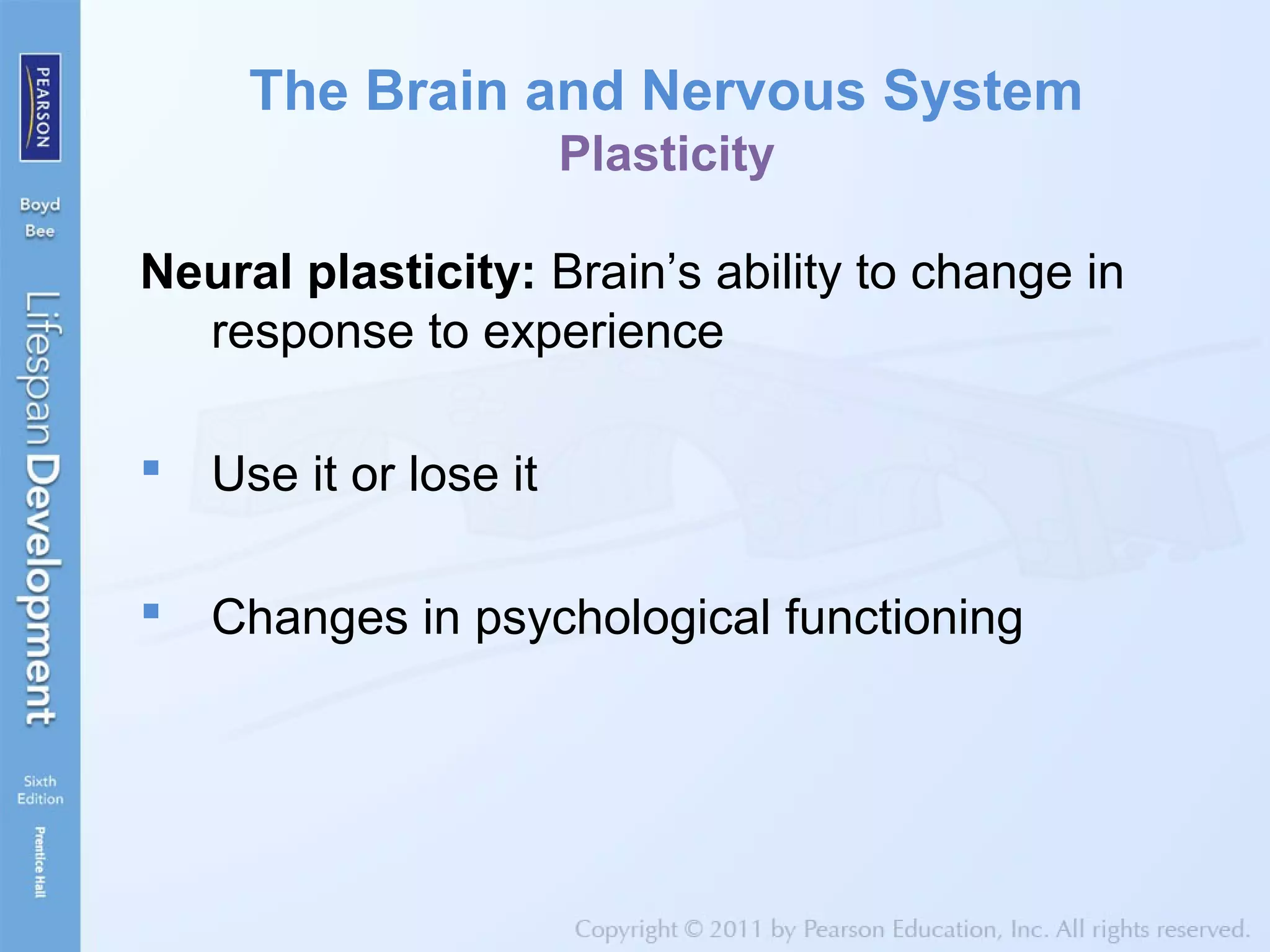 The Brain and Nervous System
Plasticity
Neural plasticity: Brain’s ability to change in
response to experience
 Use it or lose it
 Changes in psychological functioning
 