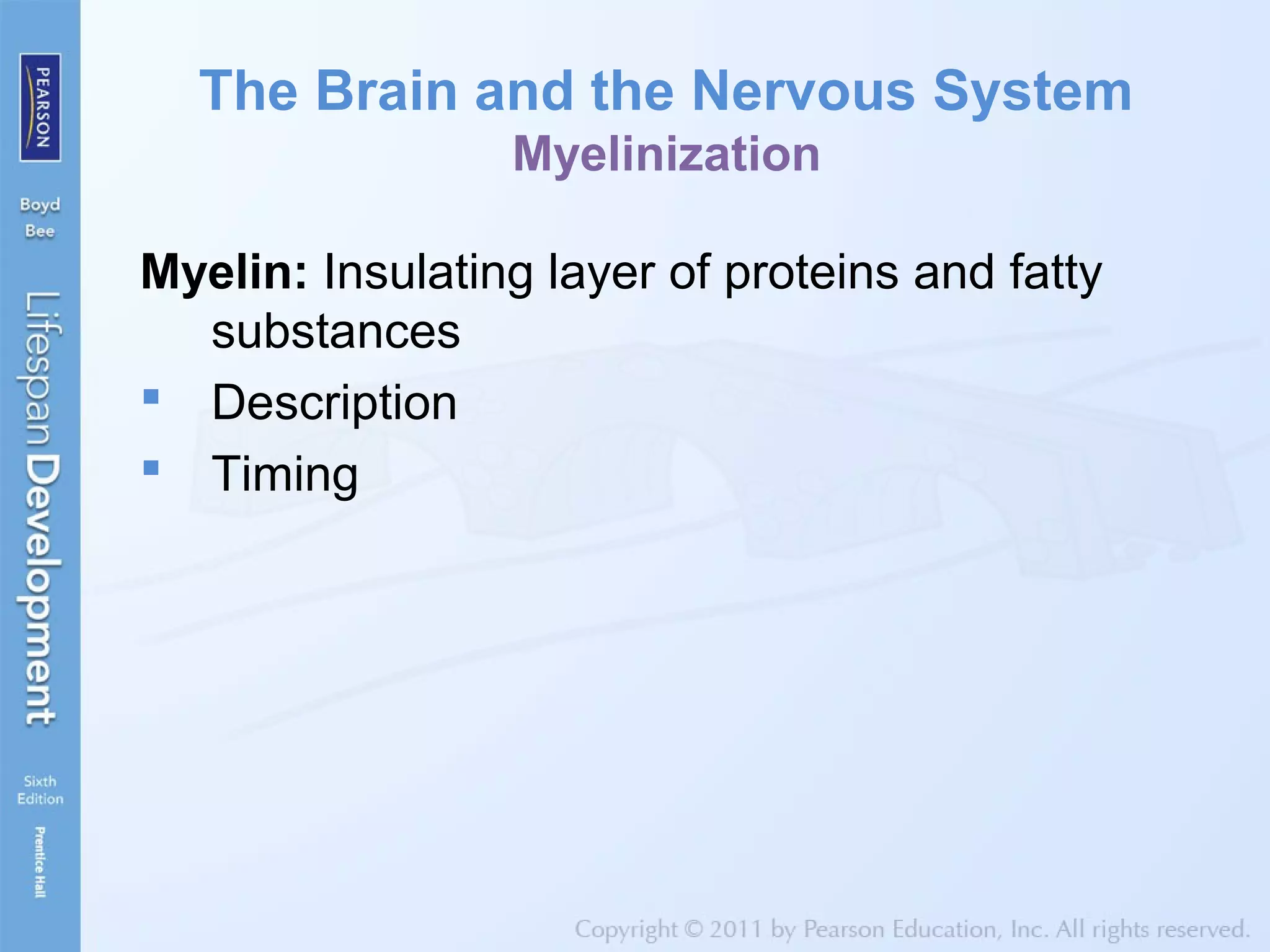 The Brain and the Nervous System
Myelinization
Myelin: Insulating layer of proteins and fatty
substances
 Description
 Timing
 