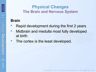 Physical Changes
The Brain and Nervous System
Brain
 Rapid development during the first 2 years
 Midbrain and medulla most fully developed
at birth
 The cortex is the least developed.
 