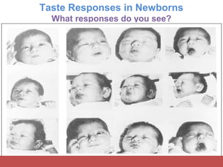 Taste Responses in Newborns
What responses do you see?
 