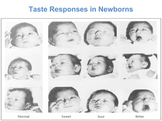 Taste Responses in Newborns
 