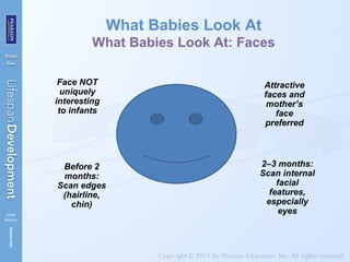 What Babies Look At
What Babies Look At: Faces
Face NOT
uniquely
interesting
to infants
Before 2
months:
Scan edges
(hairline,
chin)
2–3 months:
Scan internal
facial
features,
especially
eyes
Attractive
faces and
mother’s
face
preferred
 