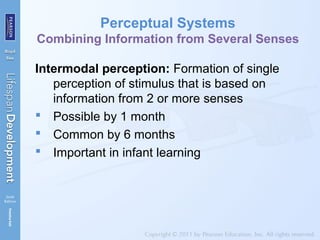 Perceptual Systems
Combining Information from Several Senses
Intermodal perception: Formation of single
perception of stimulus that is based on
information from 2 or more senses
 Possible by 1 month
 Common by 6 months
 Important in infant learning
 