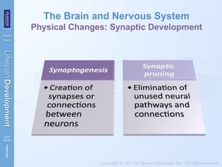 The Brain and Nervous System
Physical Changes: Synaptic Development
 