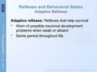 Reflexes and Behavioral States
Adaptive Reflexes
Adaptive reflexes: Reflexes that help survival
 Warn of possible neuronal development
problems when weak or absent
 Some persist throughout life.
 