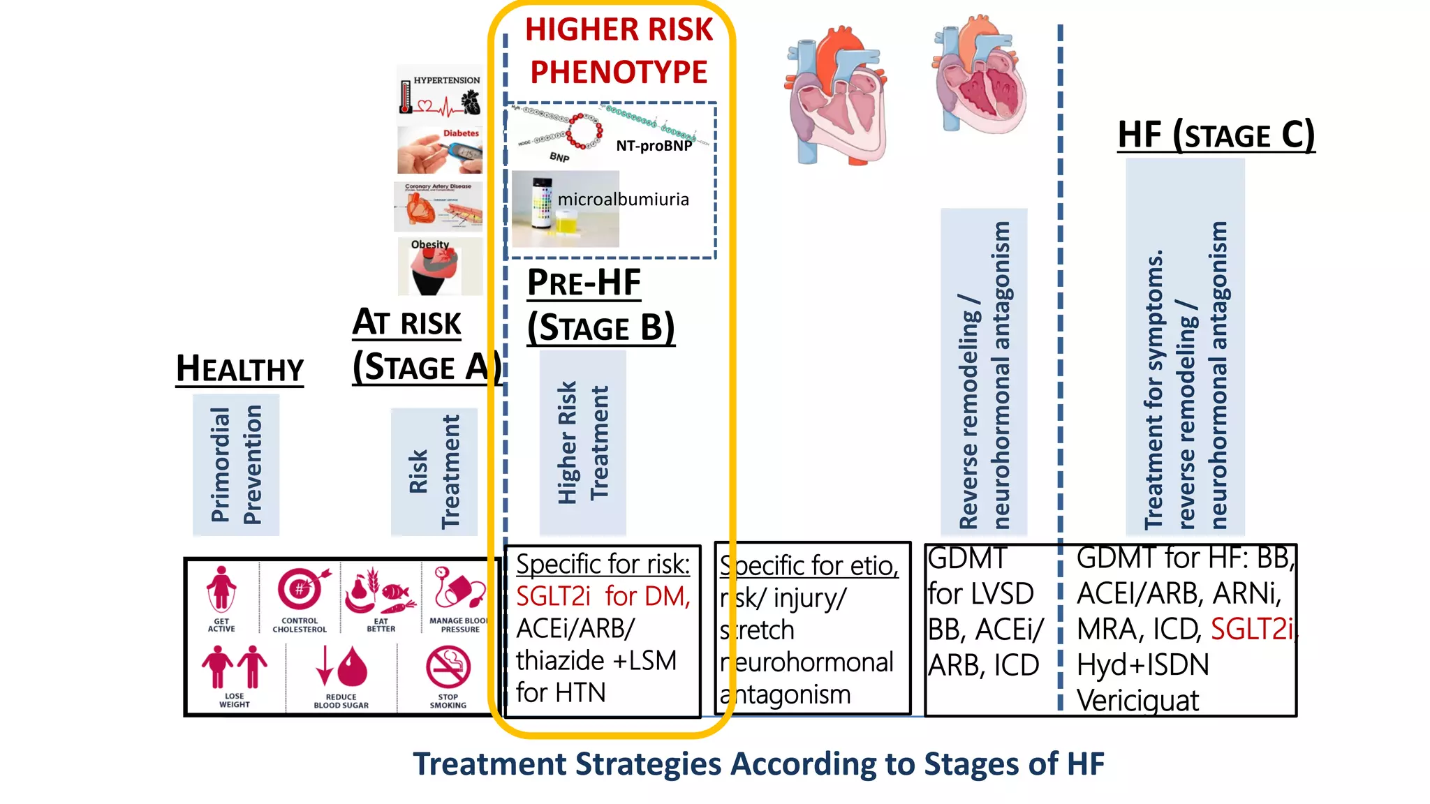 HEALTHY
AT RISK
(STAGE A)
PRE-HF
(STAGE B)
Treatment Strategies According to Stages of HF
HF (STAGE C)
Risk
Treatment
Primordial
Prevention
Specific for risk:
SGLT2i for DM,
ACEi/ARB/
thiazide +LSM
for HTN
GDMT
for LVSD
BB, ACEi/
ARB, ICD
GDMT for HF: BB,
ACEI/ARB, ARNi,
MRA, ICD, SGLT2i,
Hyd+ISDN
Vericiguat
Reverse
remodeling
/
neurohormonal
antagonism
Treatment
for
symptoms.
reverse
remodeling
/
neurohormonal
antagonism
Specific for etio,
risk/ injury/
stretch
neurohormonal
antagonism
Higher
Risk
Treatment
HIGHER RISK
PHENOTYPE
NT-proBNP
microalbumiuria
 