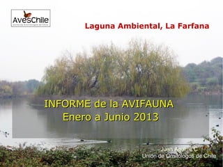 INFORME de la AVIFAUNAINFORME de la AVIFAUNA
Enero a Junio 2013Enero a Junio 2013
Laguna Ambiental, La Farfana
Juan Aguirre C
Unión de Ornitólogos de Chile
Juan Aguirre C
Unión de Ornitólogos de Chile
 