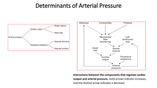 Determinants of Arterial Pressure
Interactions between the components that regulate cardiac
output and arterial pressure. Solid arrows indicate increases,
and the dashed arrow indicates a decrease.
 