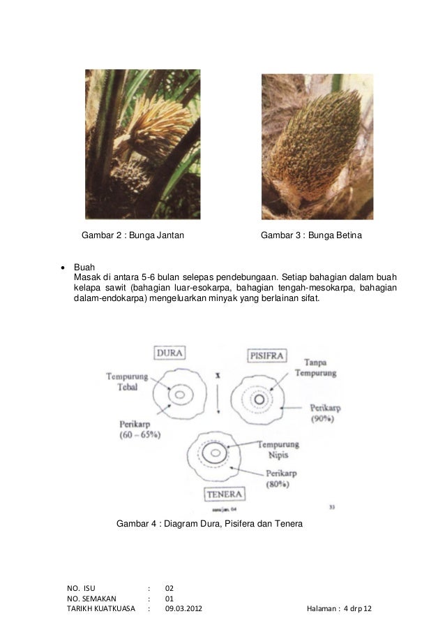 tanaman kelapa sawit