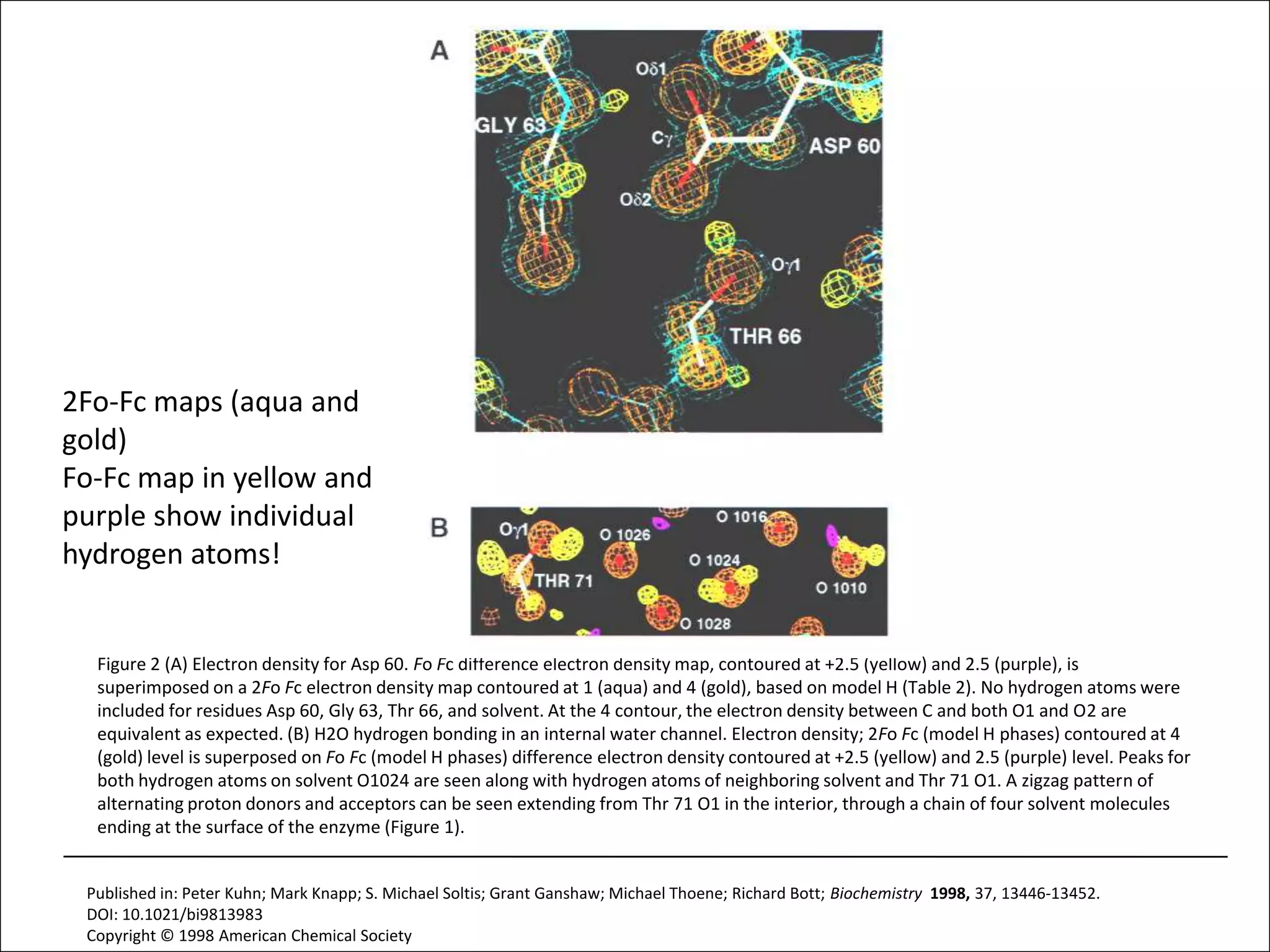 2Fo-Fc maps (aqua and gold)Fo-Fc map in yellow and purple show individual hydrogen atoms!Figure 2 (A) Electron density for Asp 60. Fo Fc difference electron density map, contoured at +2.5 (yellow) and 2.5 (purple), is superimposed on a 2Fo Fc electron density map contoured at 1 (aqua) and 4 (gold), based on model H (Table 2). No hydrogen atoms were included for residues Asp 60, Gly 63, Thr 66, and solvent. At the 4 contour, the electron density between C and both O1 and O2 are equivalent as expected. (B) H2O hydrogen bonding in an internal water channel. Electron density; 2Fo Fc (model H phases) contoured at 4 (gold) level is superposed on Fo Fc (model H phases) difference electron density contoured at +2.5 (yellow) and 2.5 (purple) level. Peaks for both hydrogen atoms on solvent O1024 are seen along with hydrogen atoms of neighboring solvent and Thr 71 O1. A zigzag pattern of alternating proton donors and acceptors can be seen extending from Thr 71 O1 in the interior, through a chain of four solvent molecules ending at the surface of the enzyme (Figure 1). Published in: Peter Kuhn; Mark Knapp; S. Michael Soltis; Grant Ganshaw; Michael Thoene; Richard Bott; Biochemistry  1998, 37, 13446-13452.DOI: 10.1021/bi9813983Copyright © 1998 American Chemical Society4/11/11