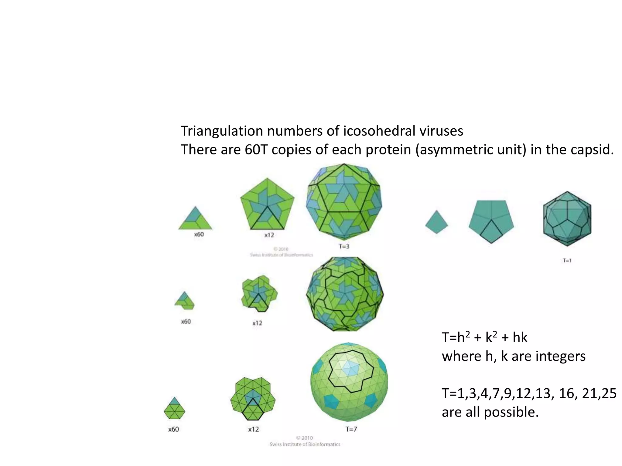 Triangulation numbers of icosohedral virusesThere are 60T copies of each protein (asymmetric unit) in the capsid.T=h2 + k2 + hkwhere h, k are integersT=1,3,4,7,9,12,13, 16, 21,25are all possible.