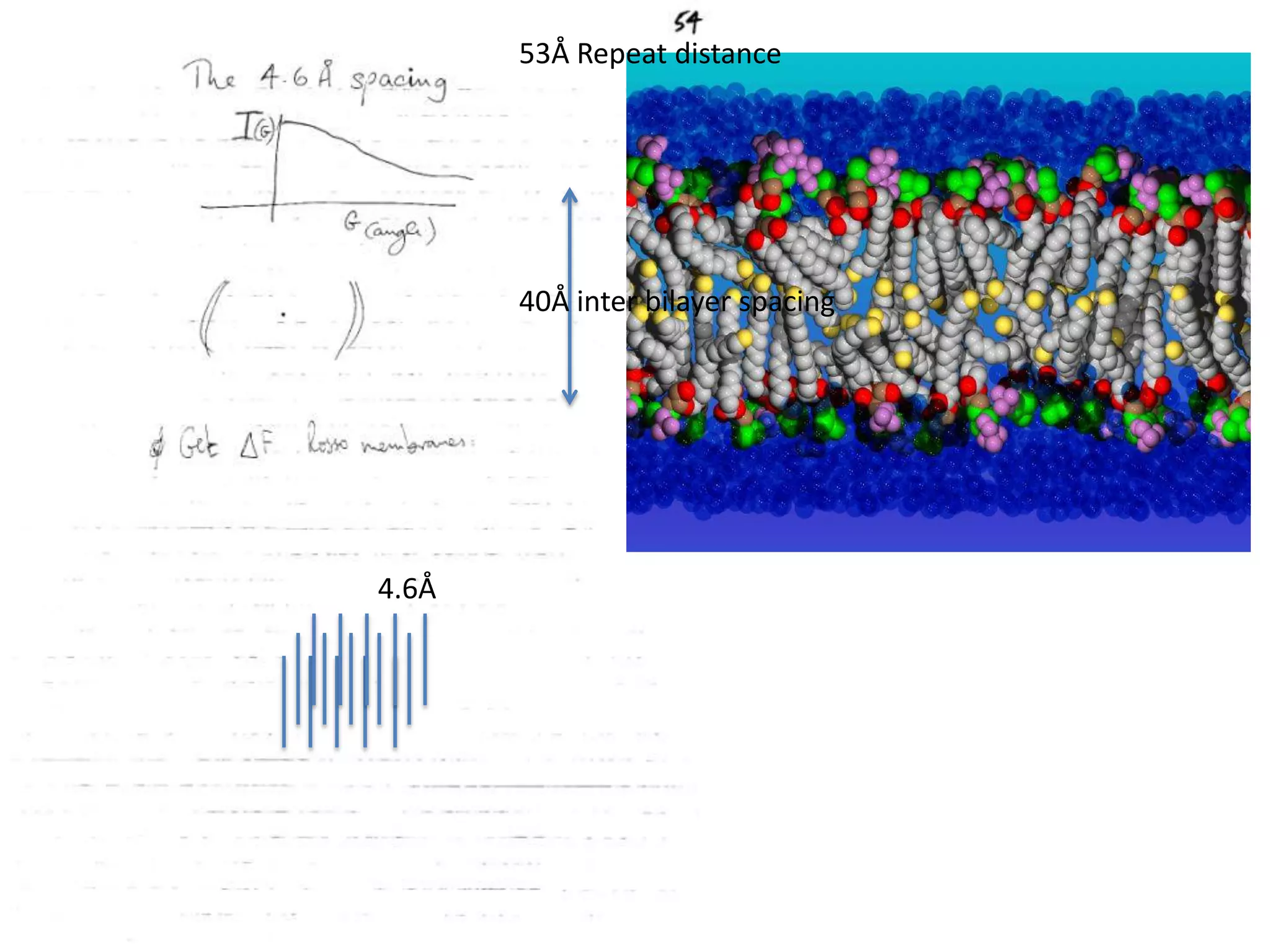 53Å Repeat distance40Å inter bilayer spacing4.6Å 