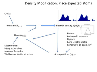 Density Modification: Place expected atomsCrystalIntensities I(h,k,l)Electron density r(x,y,z)Known:Amino acid sequenceLigandsBond lengths anglesConstraints on geometryPhases f(h,k,l)Experimentalheavy atom labelsselenium for sulfurTrial & error similar structureAtom positions (x,y,z)
