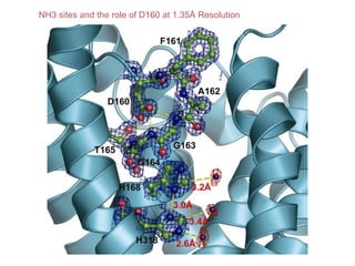 NH3 sites and the role of D160 at 1.35Å Resolution