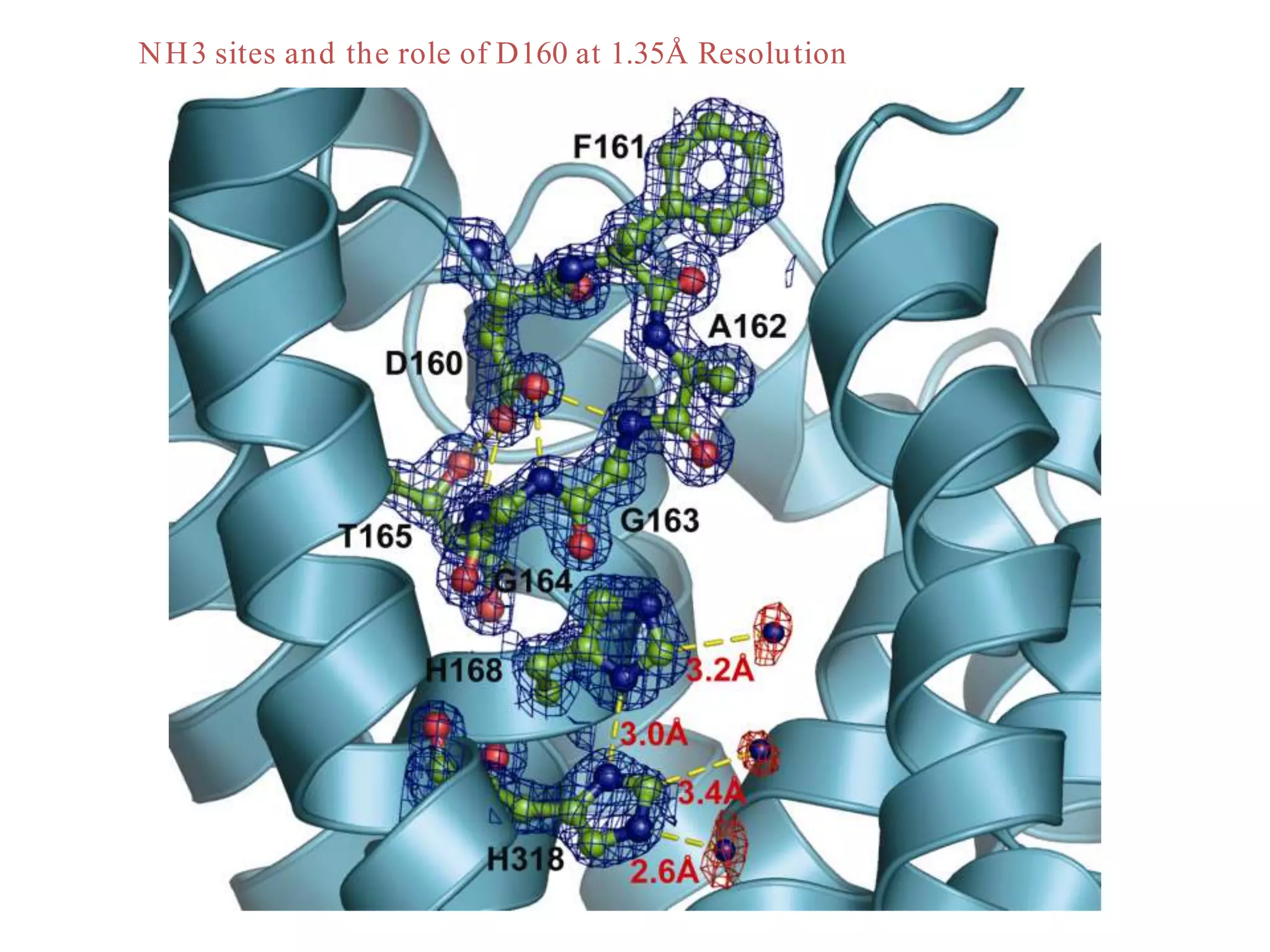 NH3 sites and the role of D160 at 1.35Å Resolution