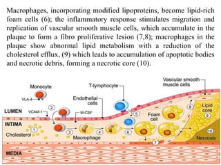Atherosclerosis Pathophysiology | PDF