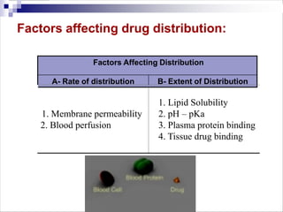 Factors affecting drug distribution:
Factors Affecting Distribution
A- Rate of distribution B- Extent of Distribution
1. Membrane permeability
2. Blood perfusion
1. Lipid Solubility
2. pH – pKa
3. Plasma protein binding
4. Tissue drug binding
 