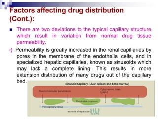 Factors affecting drug distribution
(Cont.):
 There are two deviations to the typical capillary structure
which result in variation from normal drug tissue
permeability.
i) Permeability is greatly increased in the renal capillaries by
pores in the membrane of the endothelial cells, and in
specialized hepatic capillaries, known as sinusoids which
may lack a complete lining. This results in more
extension distribution of many drugs out of the capillary
bed.
 