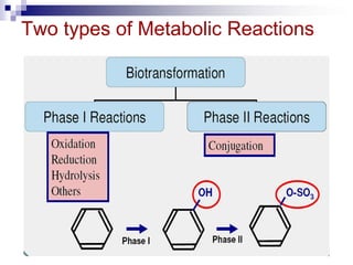 Two types of Metabolic Reactions
 