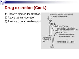 Drug excretion (Cont.):
1) Passive glomerular filtration
2) Active tubular secretion
3) Passive tubular re-absorption
 