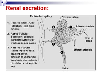 Renal excretion:
 