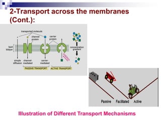 2-Transport across the membranes
(Cont.):
Illustration of Different Transport Mechanisms
 