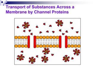 Transport of Substances Across a
Membrane by Channel Proteins
 